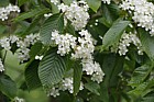 Sorbus yuana