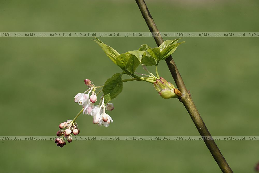 Staphylea pinnata Bladder nut