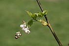 Staphylea pinnata Bladder nut