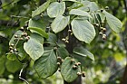 Styrax hemsleyana Hemsley's Storax