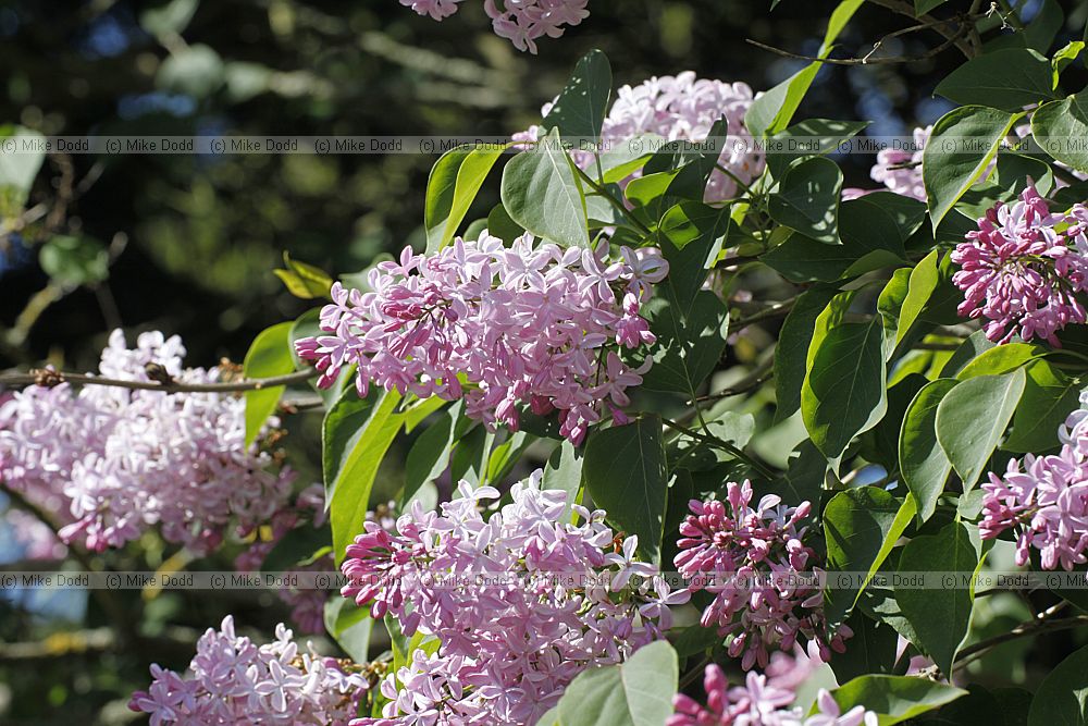 Syringa 'Buffon'