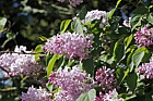 Syringa 'Buffon'