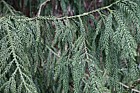 Taiwania cryptomerioides