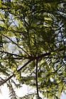 Taxodium distichum Swamp Cypress