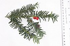 Taxus baccata Common Yew