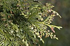 Thuja koraiensis Korean arbor-vitae