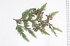 Thuja occidentalis Eastern White Cedar (?) (no pinapple smell, slight of apple or similar)