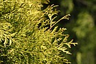 Thuja occidentalis 'Ellwangeriana aurea'