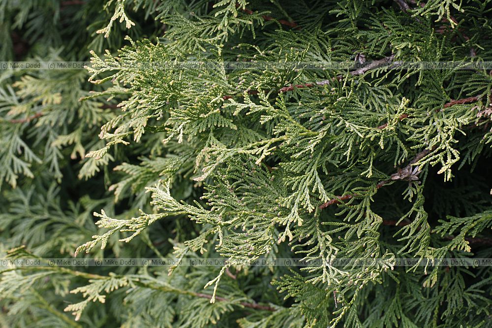 Thuja occidentalis 'Stolwijk'