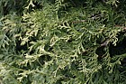Thuja occidentalis 'Stolwijk'