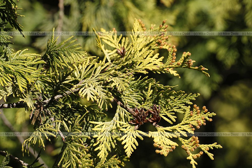 Thuja occidentalis 'Sunkist'