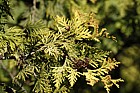 Thuja occidentalis 'Sunkist'