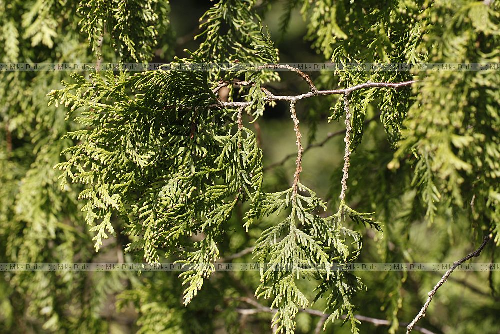 Thuja occidentalis 'Waxen'