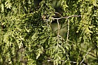 Thuja occidentalis 'Waxen'