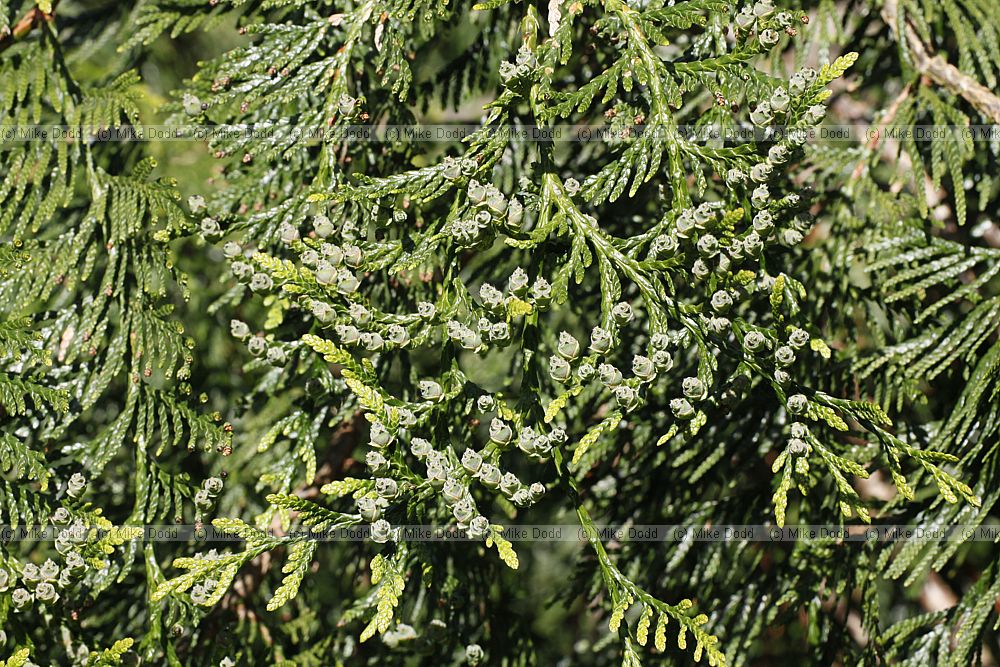 Thuja plicata Western red cedar