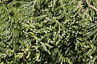 Thuja plicata Western red cedar
