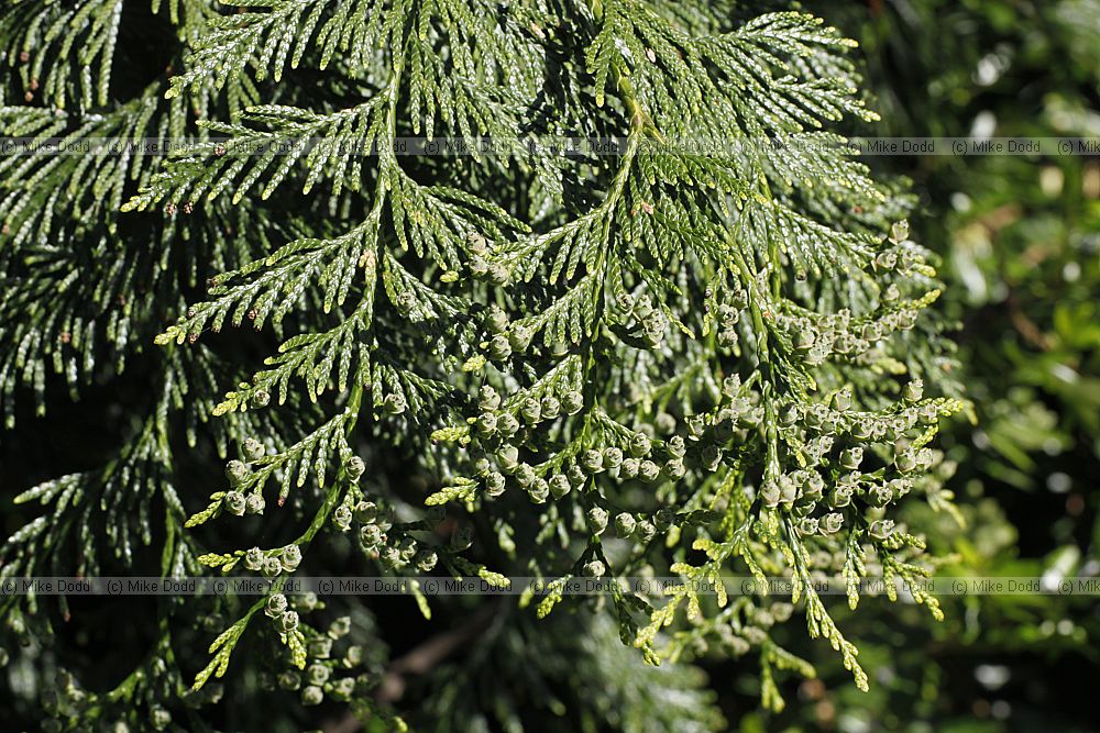 Thuja plicata Western red cedar