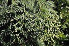 Thuja plicata Western red cedar