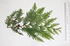 Thuja plicata Western Red Cedar