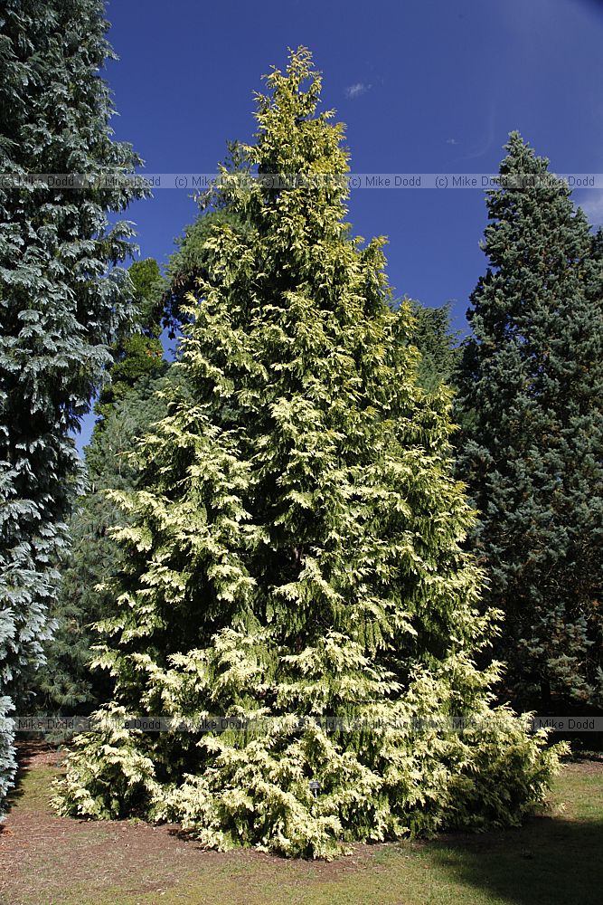 Thuja plicata 'Irish Gold'