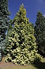 Thuja plicata 'Irish Gold'