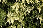 Thuja plicata 'Irish Gold'
