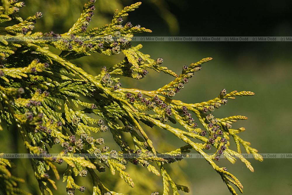 Thuja plicata 'Sunshine'