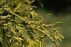 Thuja plicata 'Sunshine'