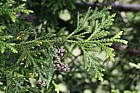 Thujopsis dolobrata Hiba