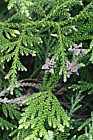 Thujopsis dolobrata Hiba