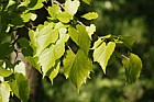 Tilia amurensis ssp amurensis