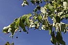Tilia begonifolia