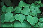 Tilia cordata Small-leaved Lime