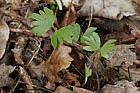 Tilia cordata Small-leaved Lime