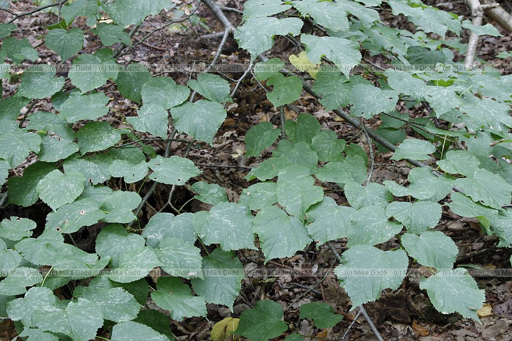 Tilia cordata Small-leaved Lime