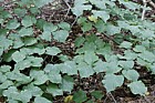 Tilia cordata Small-leaved Lime