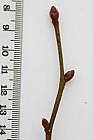 Tilia cordata Small-leaved Lime