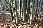Tilia cordata Small-leaved lime
