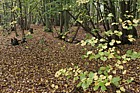 Tilia cordata Small-leaved Lime