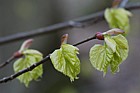Tilia cordata Small-leaved Lime