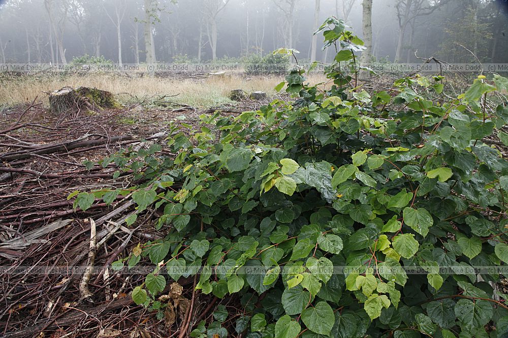 Tilia cordata Small-leaved Lime
