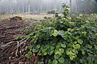 Tilia cordata Small-leaved Lime