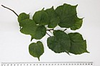 Tilia cordata Small-leaved Lime