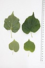 Tilia cordata Small-leaved Lime