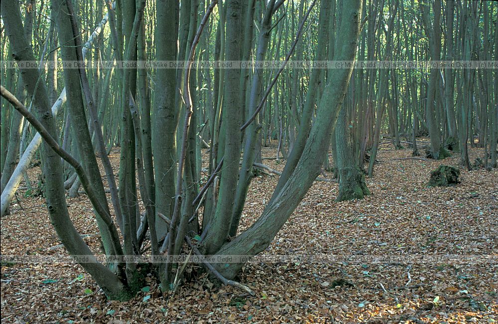 Tilia cordata Small leaved lime coppace Heath and Reach