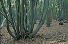 Tilia cordata Small leaved lime coppace Heath and Reach