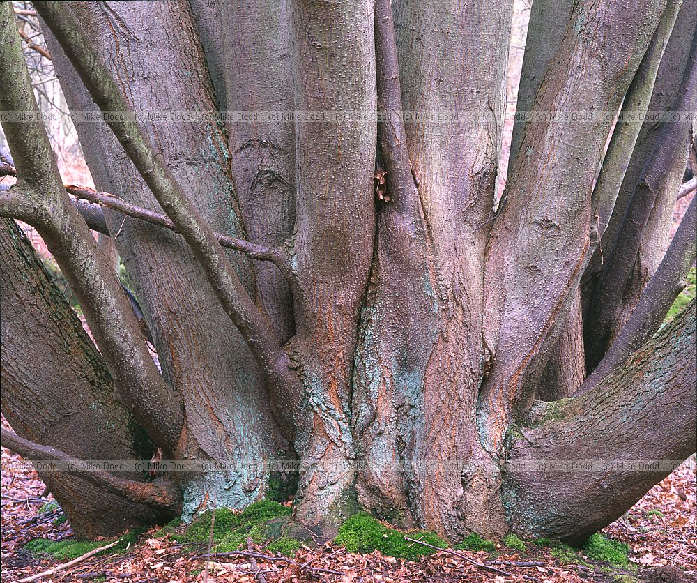 Tilia cordata Small-leaved lime Kings wood Heath and Reach ancient coppace stool