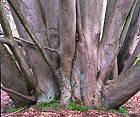 Tilia cordata Small-leaved lime Kings wood Heath and Reach ancient coppace stool