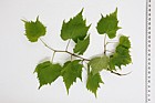 Tilia mongolica Mongolian Lime