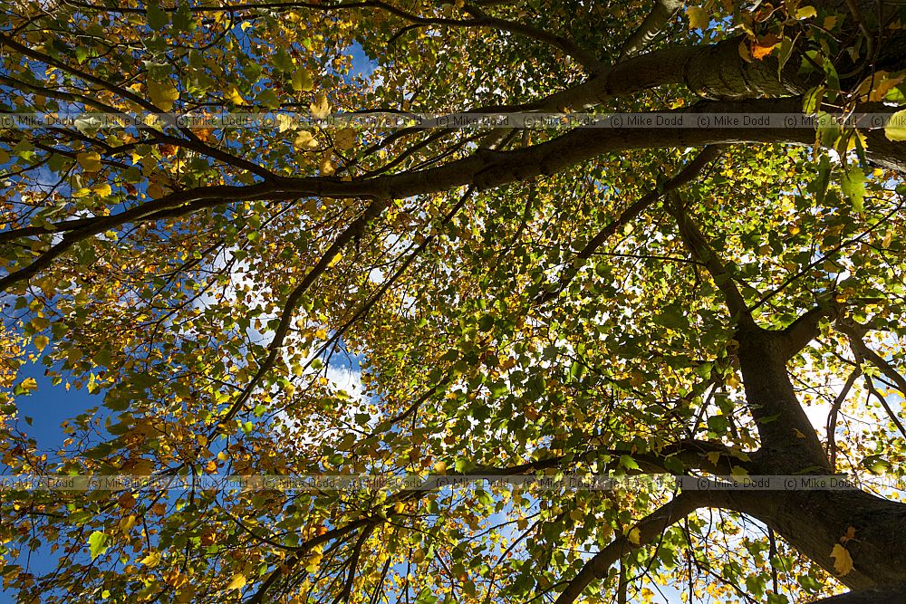 Tilia mongolica Mongolian Lime